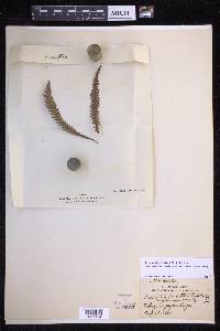 Prosaptia alata image