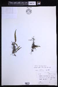 Pyrrosia lanceolata image