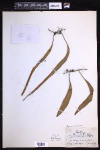 Pyrrosia lanceolata image