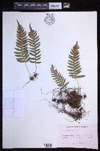 Polypodium vulgare image