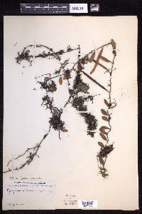 Pyrrosia lanceolata image
