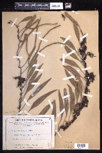 Pyrrosia lanceolata image