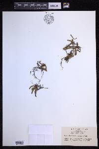 Pyrrosia linearifolia image