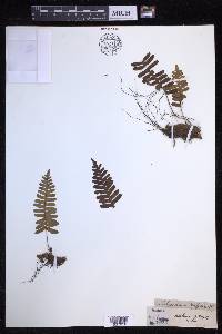 Polypodium vulgare image