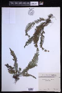 Prosaptia obliquata image