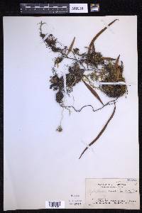 Pyrrosia lanceolata image