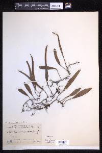 Pyrrosia lanceolata image