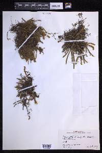 Pyrrosia linearifolia image