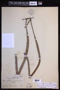 Pyrrosia longifolia image