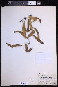 Pyrrosia lanceolata image