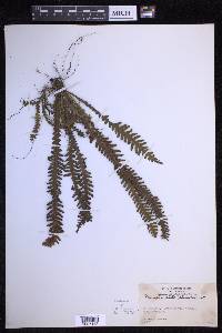 Prosaptia alata image
