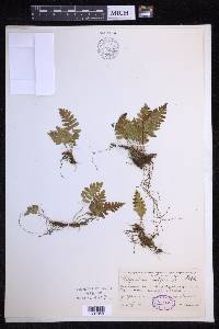 Polypodium vulgare image