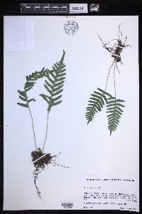 Polypodium vulgare image