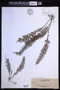 Prosaptia obliquata image