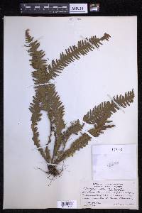 Prosaptia alata image
