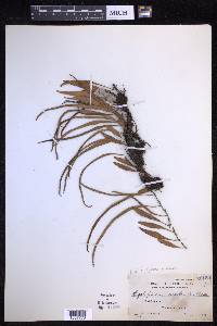Pyrrosia lanceolata image