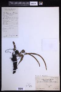 Pyrrosia lanceolata image