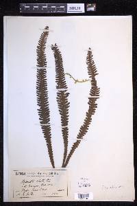 Prosaptia alata image
