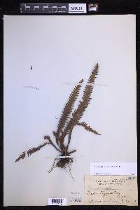 Prosaptia alata image