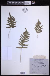 Polypodium vulgare image