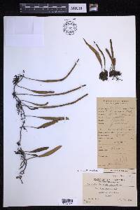 Pyrrosia lanceolata image