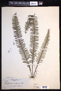 Prosaptia celebica image