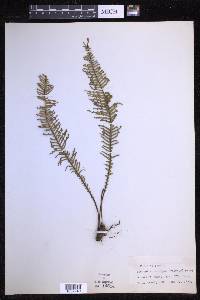 Prosaptia contigua image