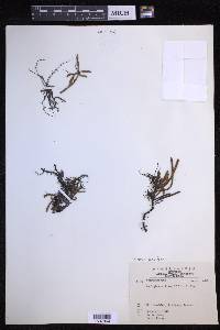 Pyrrosia linearifolia image