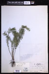 Prosaptia contigua image