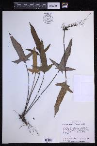 Pyrrosia hastata image