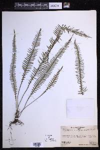 Prosaptia contigua image