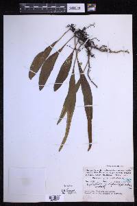 Pyrrosia lanceolata image