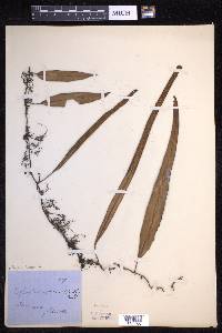 Pyrrosia lanceolata image