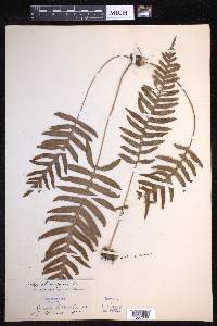 Polypodium vulgare image