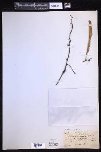 Pyrrosia lanceolata image