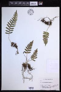 Polypodium vulgare image