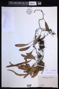 Pyrrosia lanceolata image