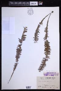 Prosaptia obliquata image