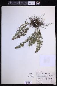 Prosaptia obliquata image