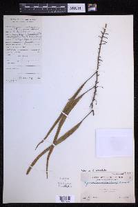 Pyrrosia lanceolata image