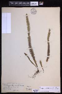 Prosaptia barathrophylla image