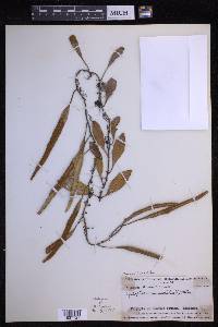 Pyrrosia lanceolata image