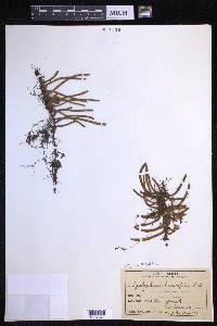 Pyrrosia linearifolia image