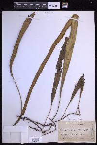 Pyrrosia longifolia image