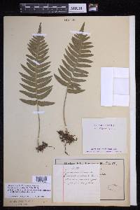 Polypodium vulgare image