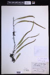 Pyrrosia lanceolata image