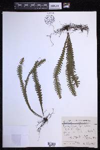 Prosaptia alata image