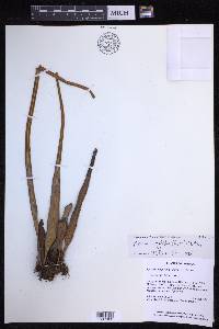 Pyrrosia longifolia image