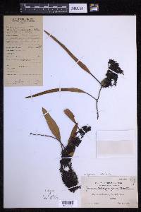 Pyrrosia lanceolata image