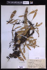 Pyrrosia lanceolata image
